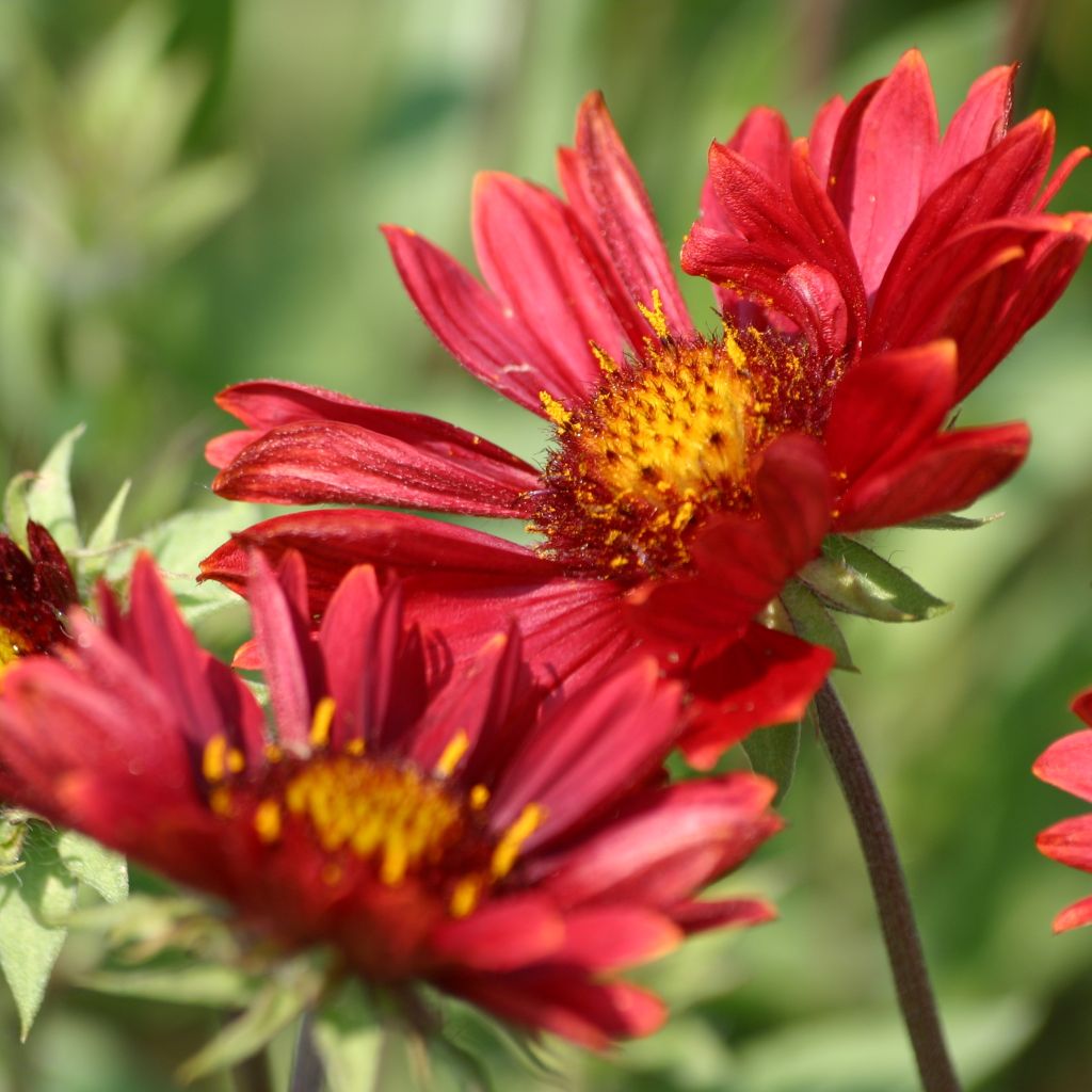 Gaillarde, Gaillardia grandiflora Burgunder