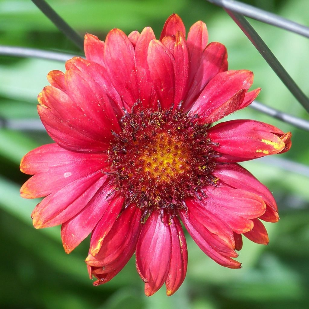 Gaillarde, Gaillardia grandiflora Burgunder