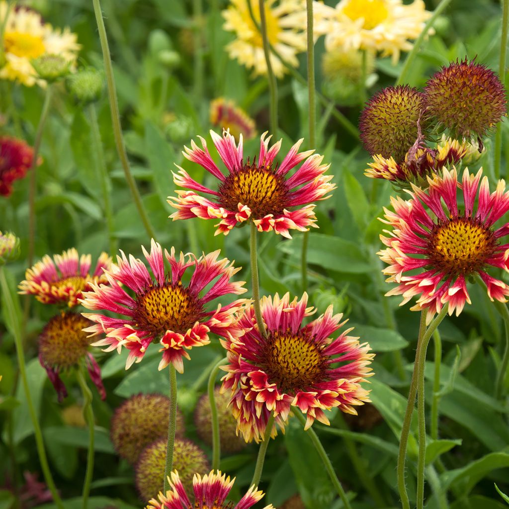 Gaillardia grandiflora Fanfare