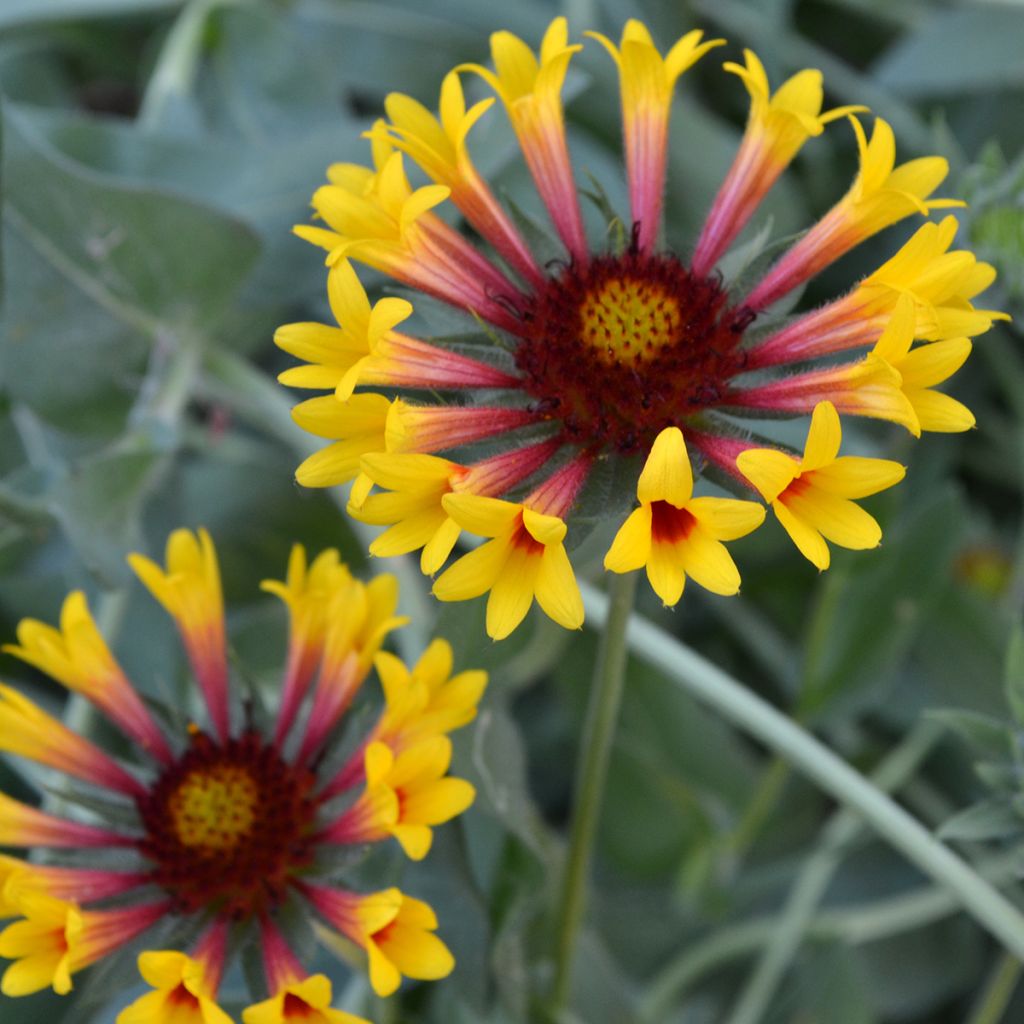 Gaillardia grandiflora Fanfare