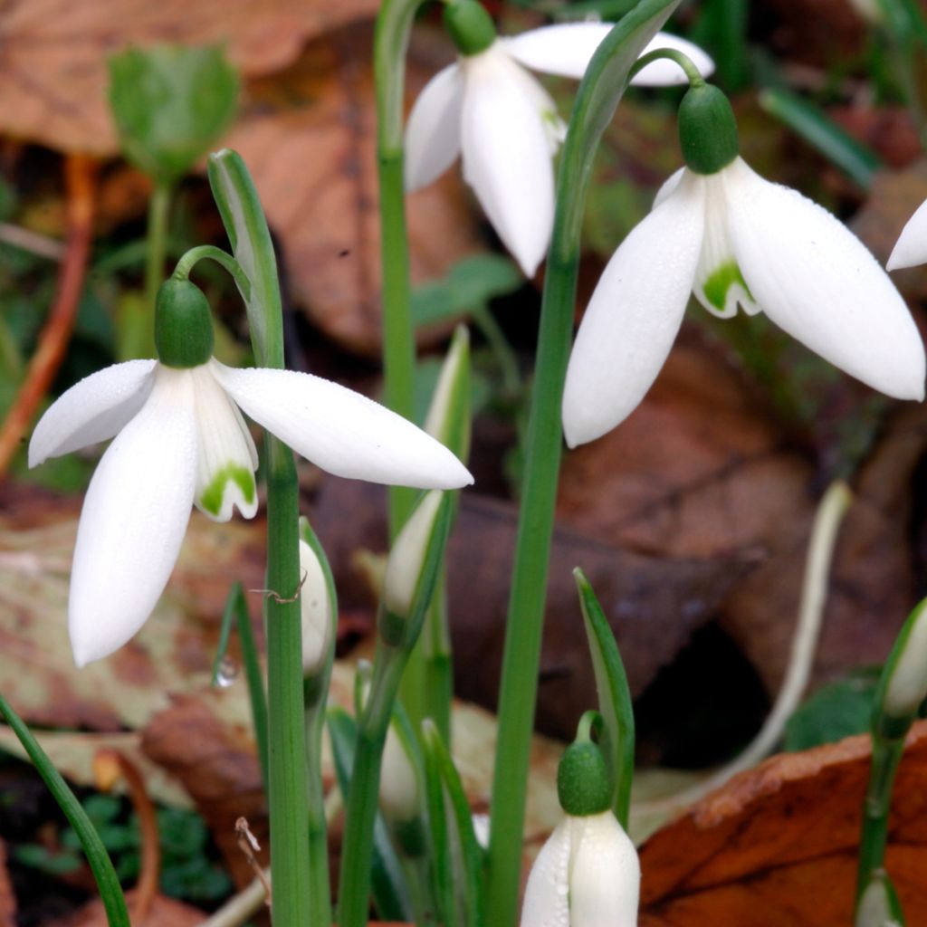 Galanthus reginae-olgae- Perce-neige