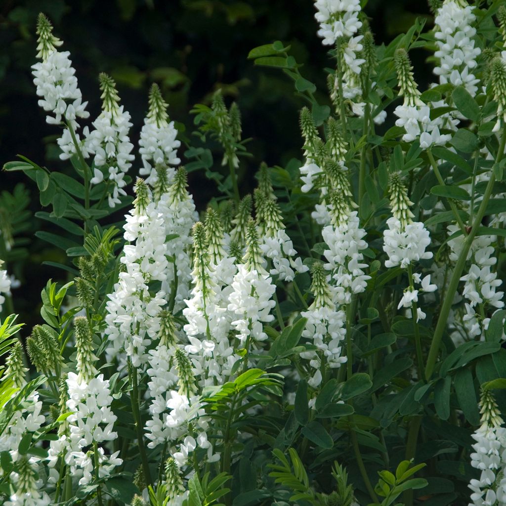 Galega hartlandii Alba