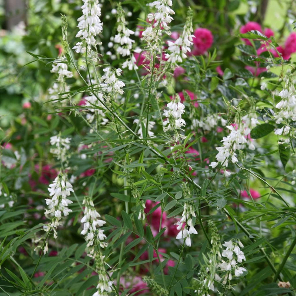 Galega hartlandii Alba