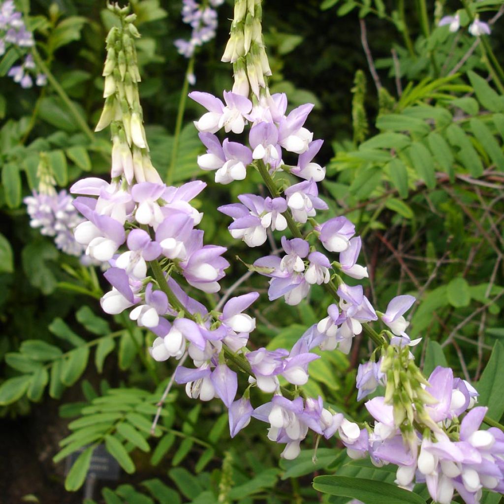 Galega officinalis