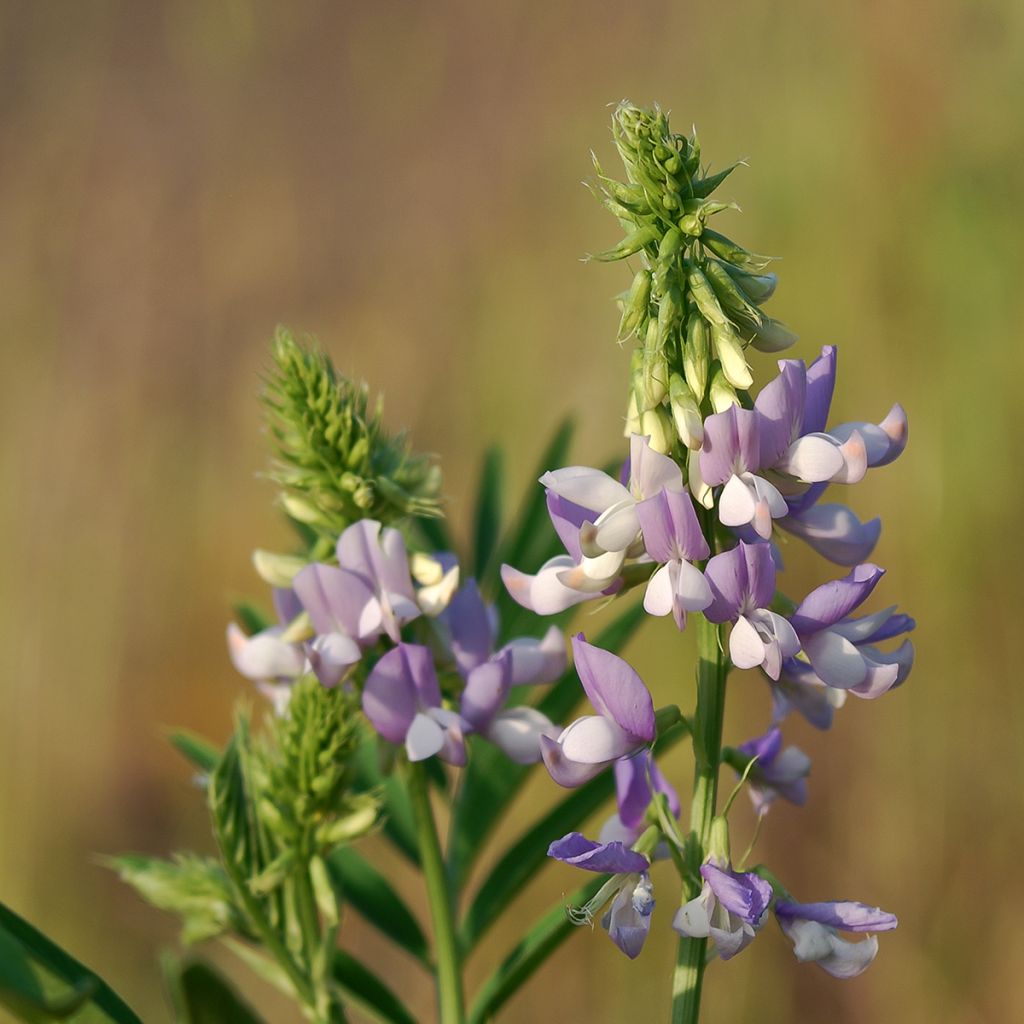 Galega officinalis - Capraggine