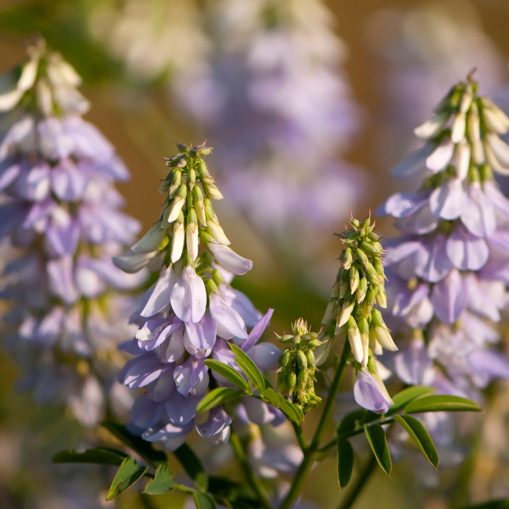 Galega officinalis - Capraggine