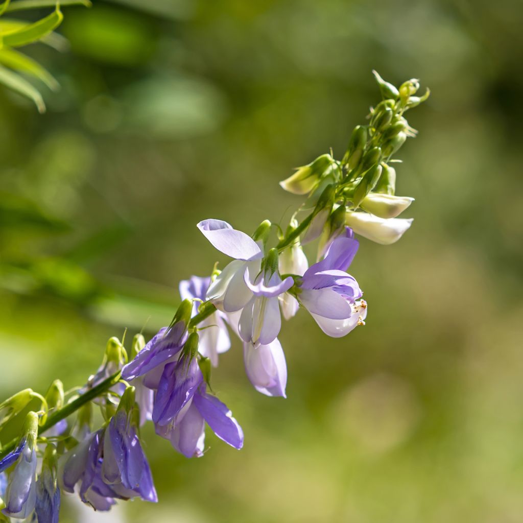 Galega officinalis - Capraggine