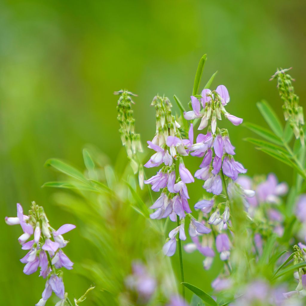 Galega officinalis - Capraggine