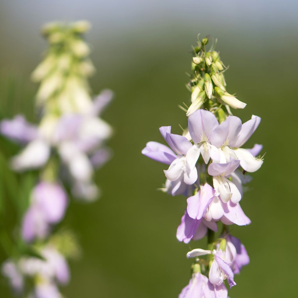 Galega officinalis - Capraggine