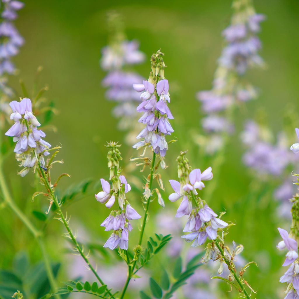 Galega officinalis - Capraggine