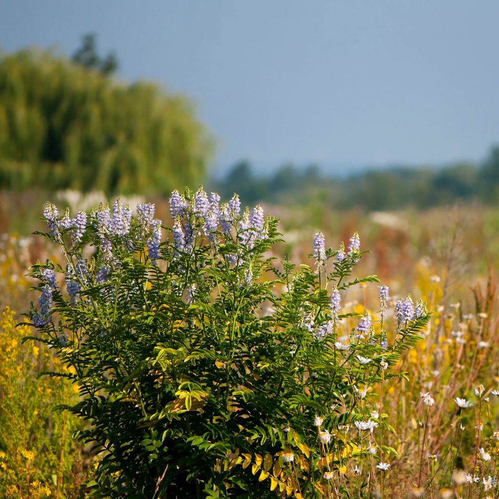 Galega officinalis - Capraggine