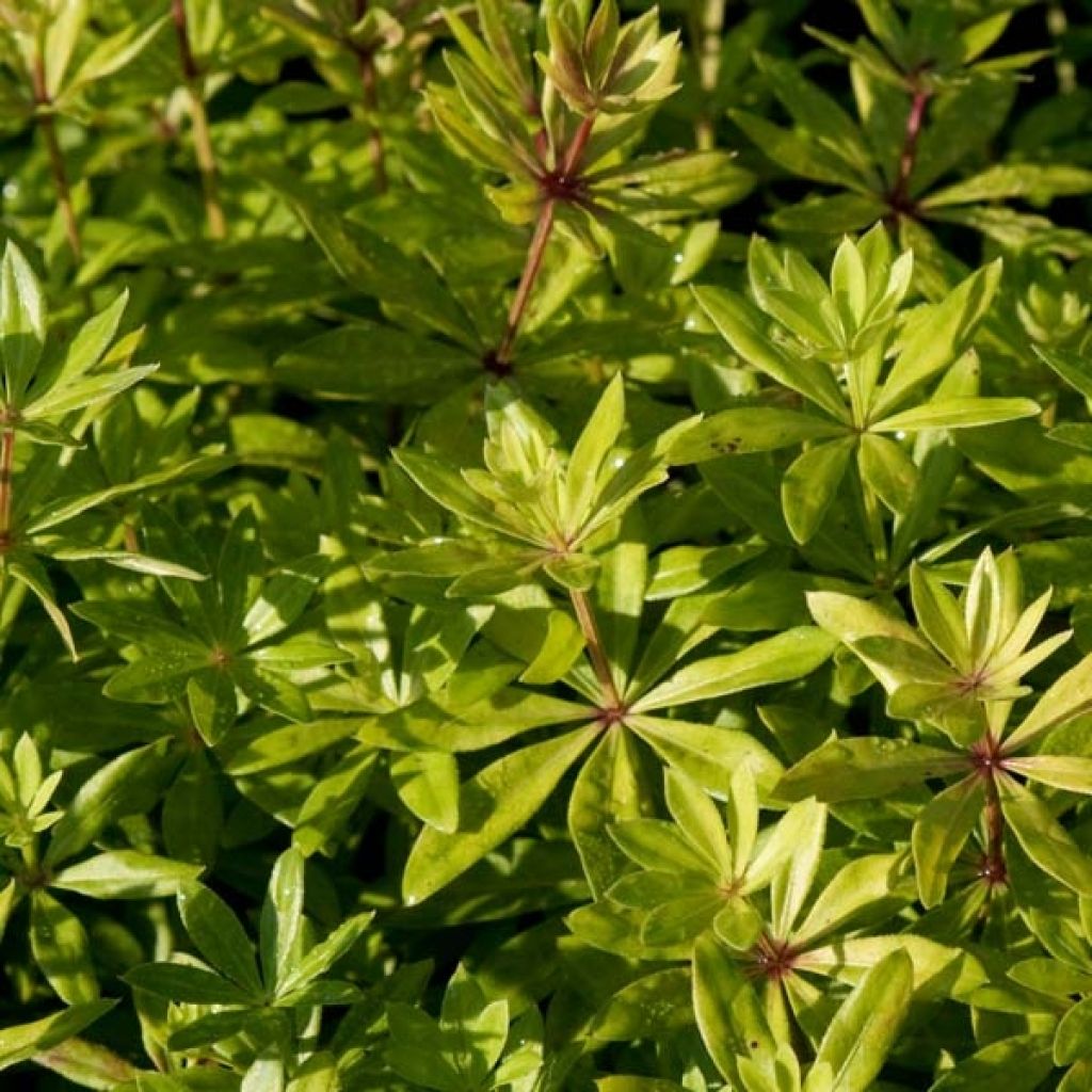 Galium odoratum - Asperula