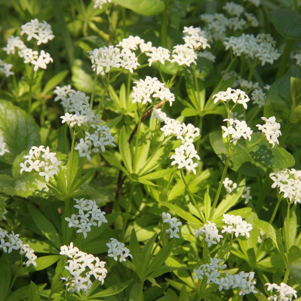 Galium odoratum - Asperula