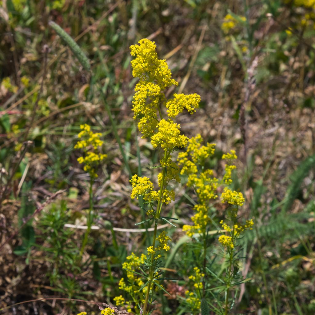 Galium verum - Caglio zolfino