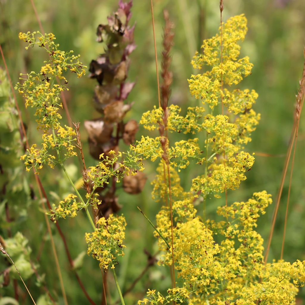 Galium verum - Caglio zolfino