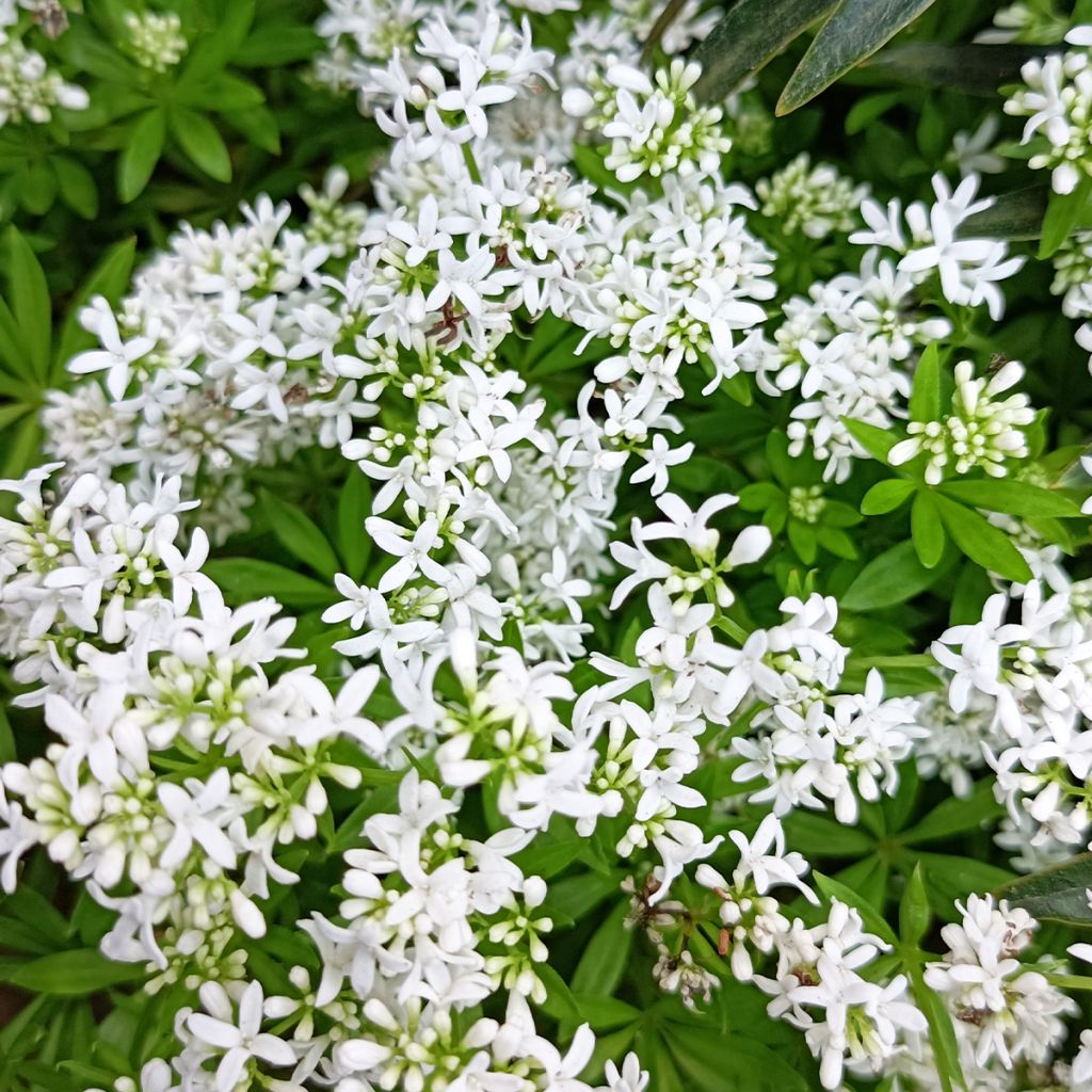 Galium odoratum - Asperula