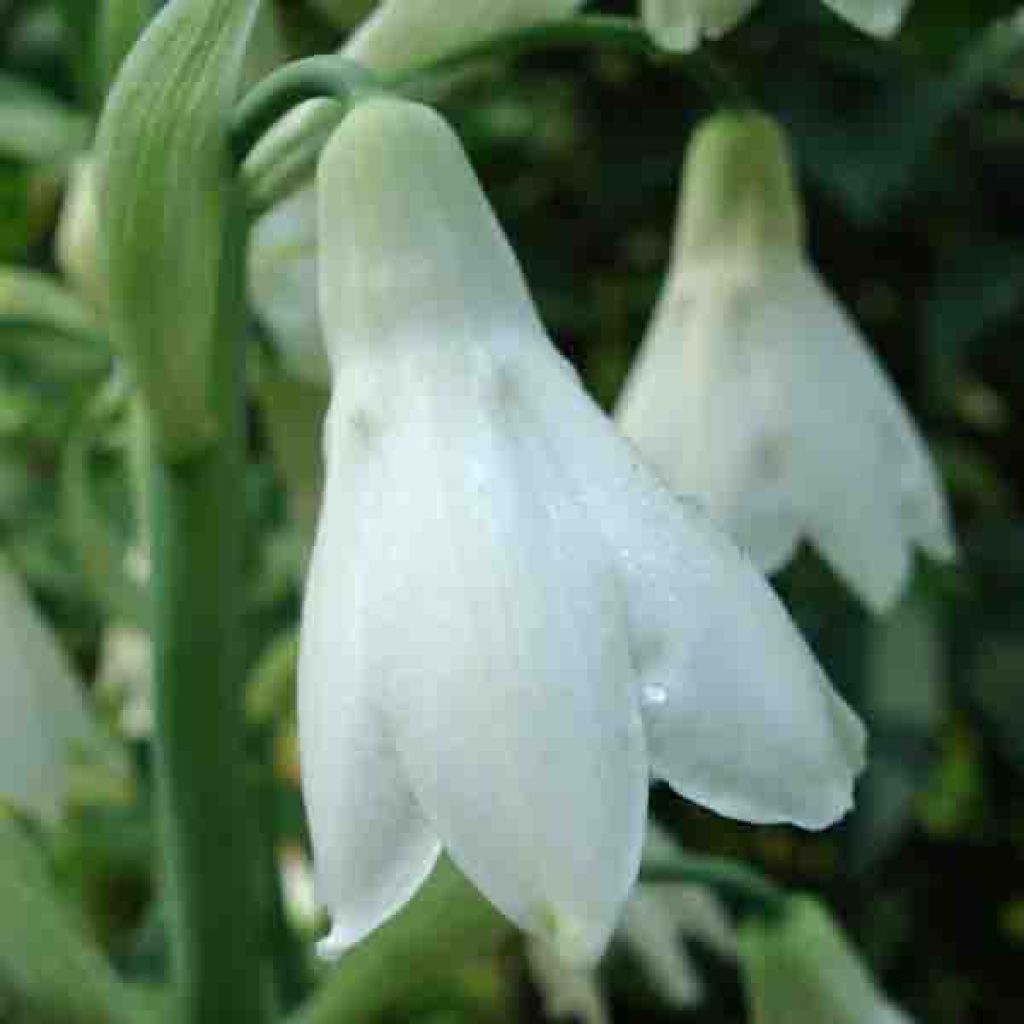 Jacinthe du Cap - Galtonia candicans