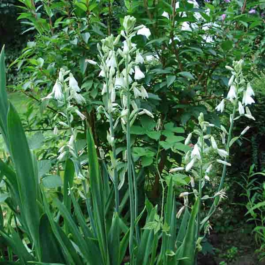 Jacinthe du Cap - Galtonia candicans