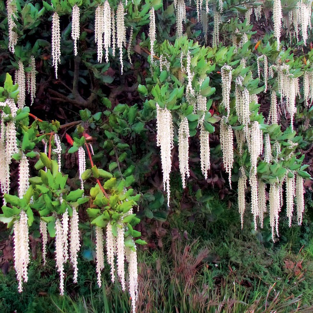 Garrya elliptica