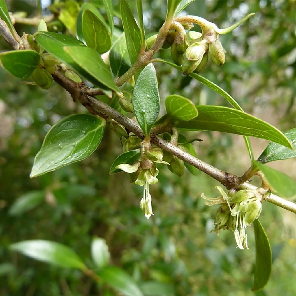 Garrya thuretii - Garrya de Thuret