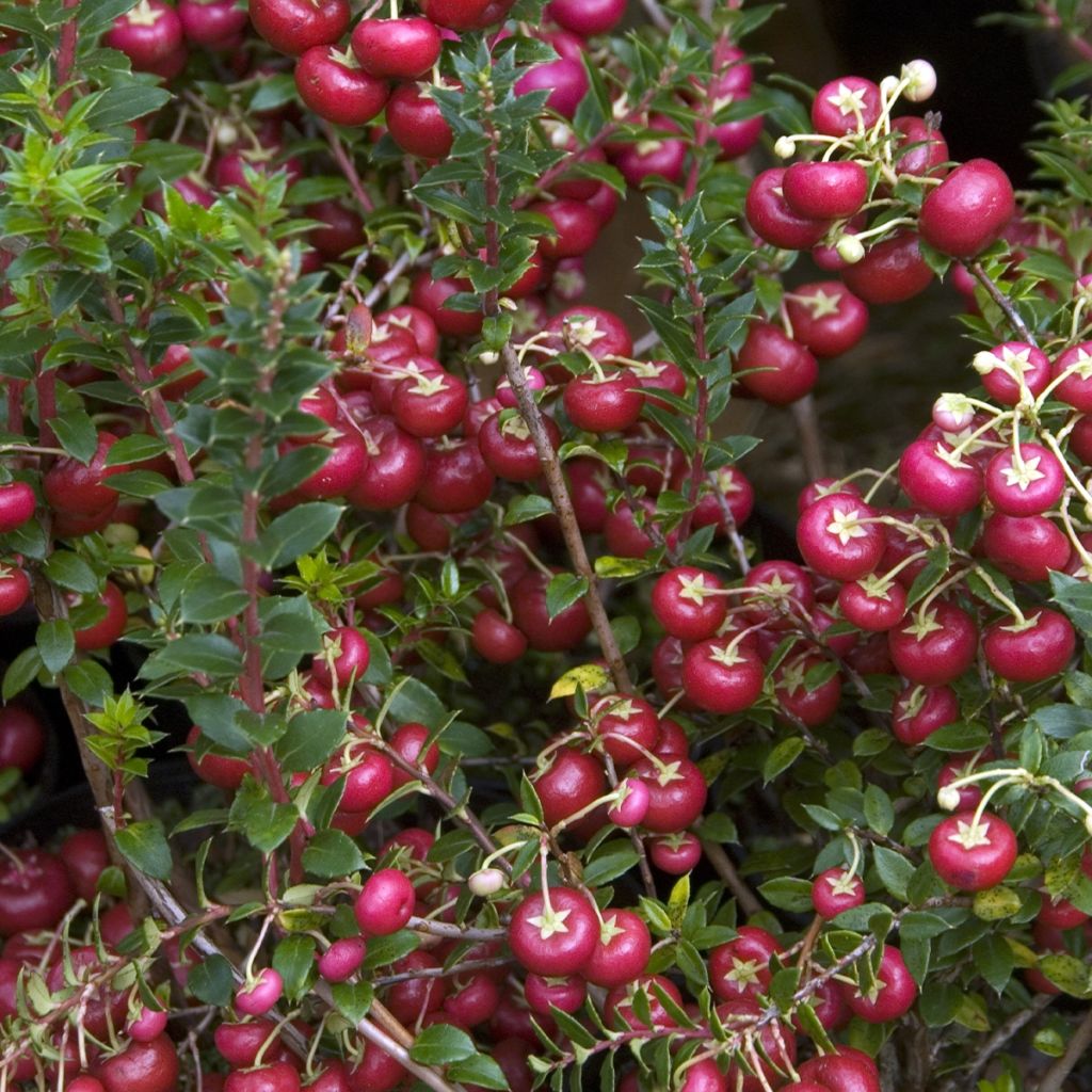 Pernettya mucronata - Pernezia del Cile