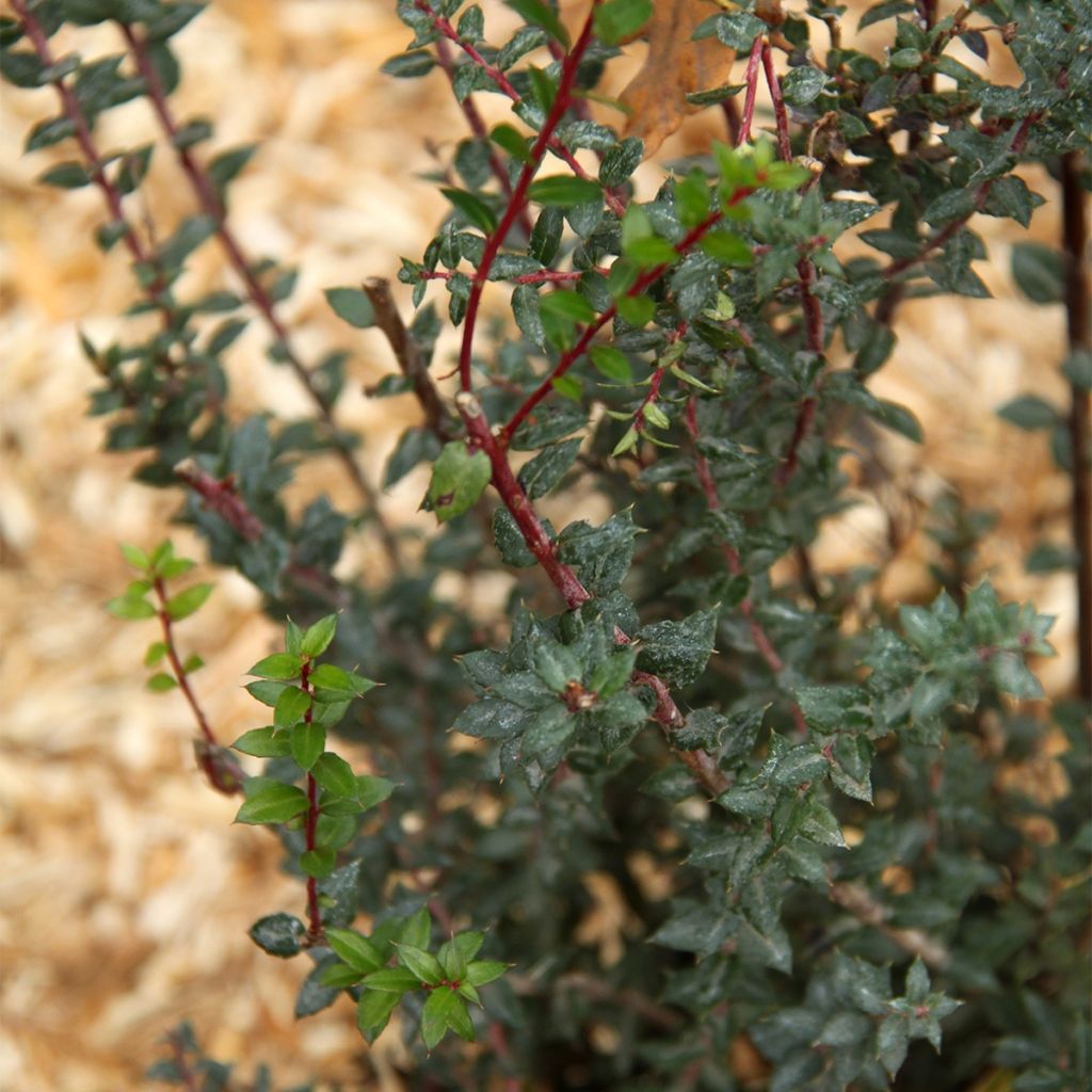 Pernettya mucronata - Pernezia del Cile