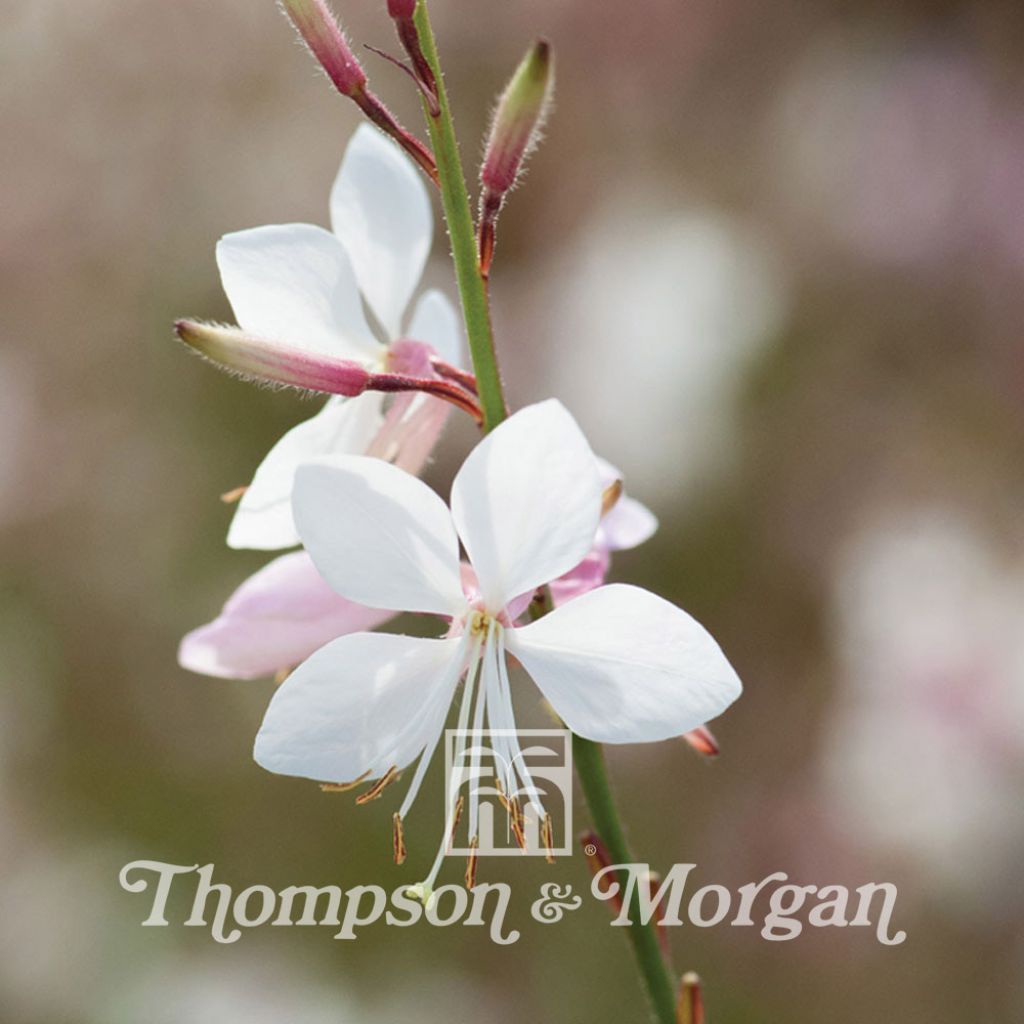 Gaura lindheimeri Sparkle White 