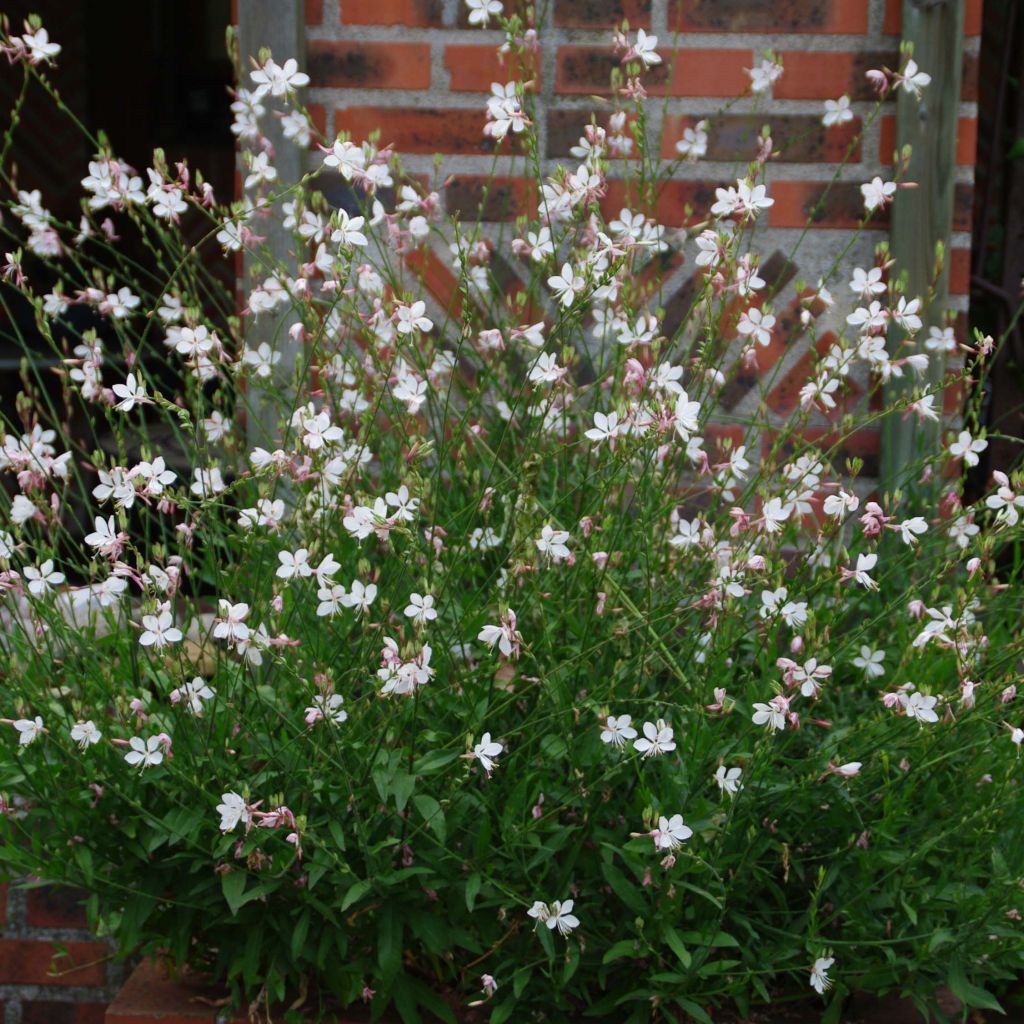 Gaura White