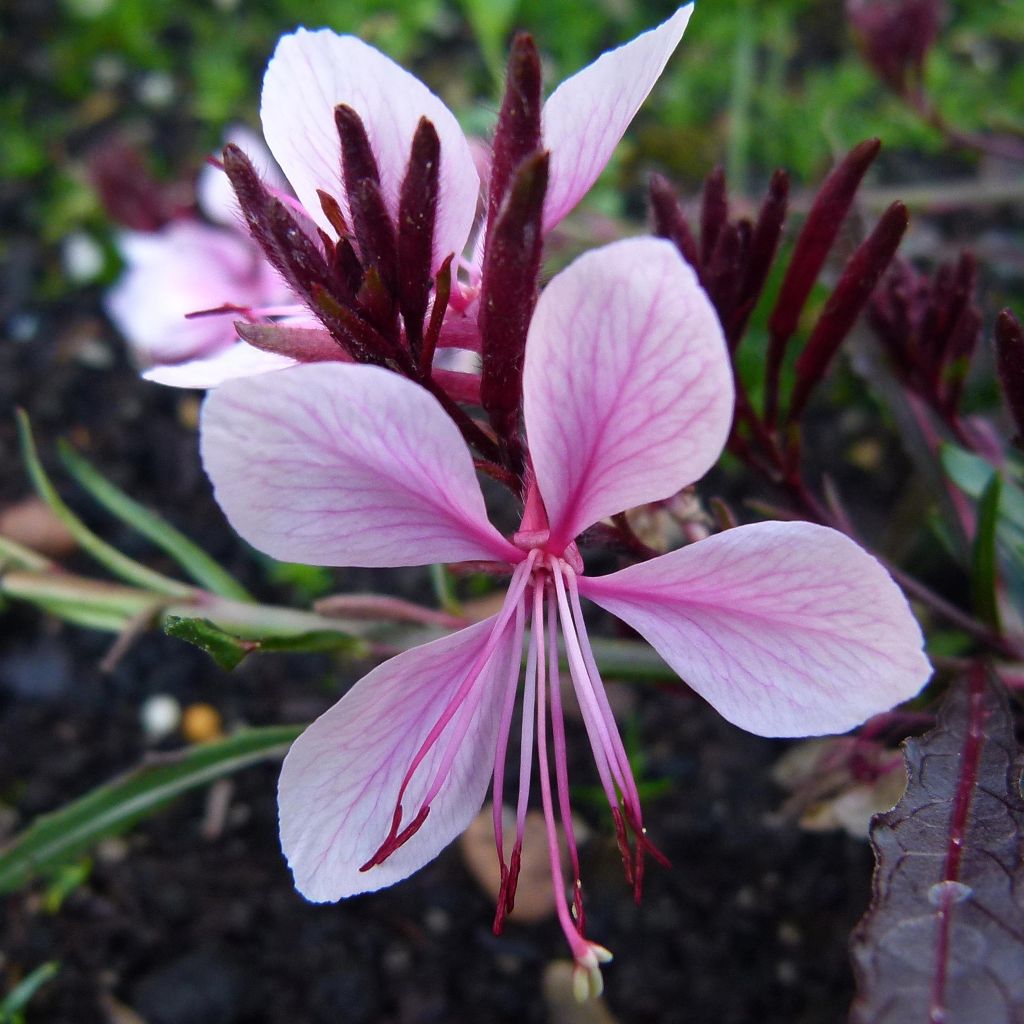 Gaura White