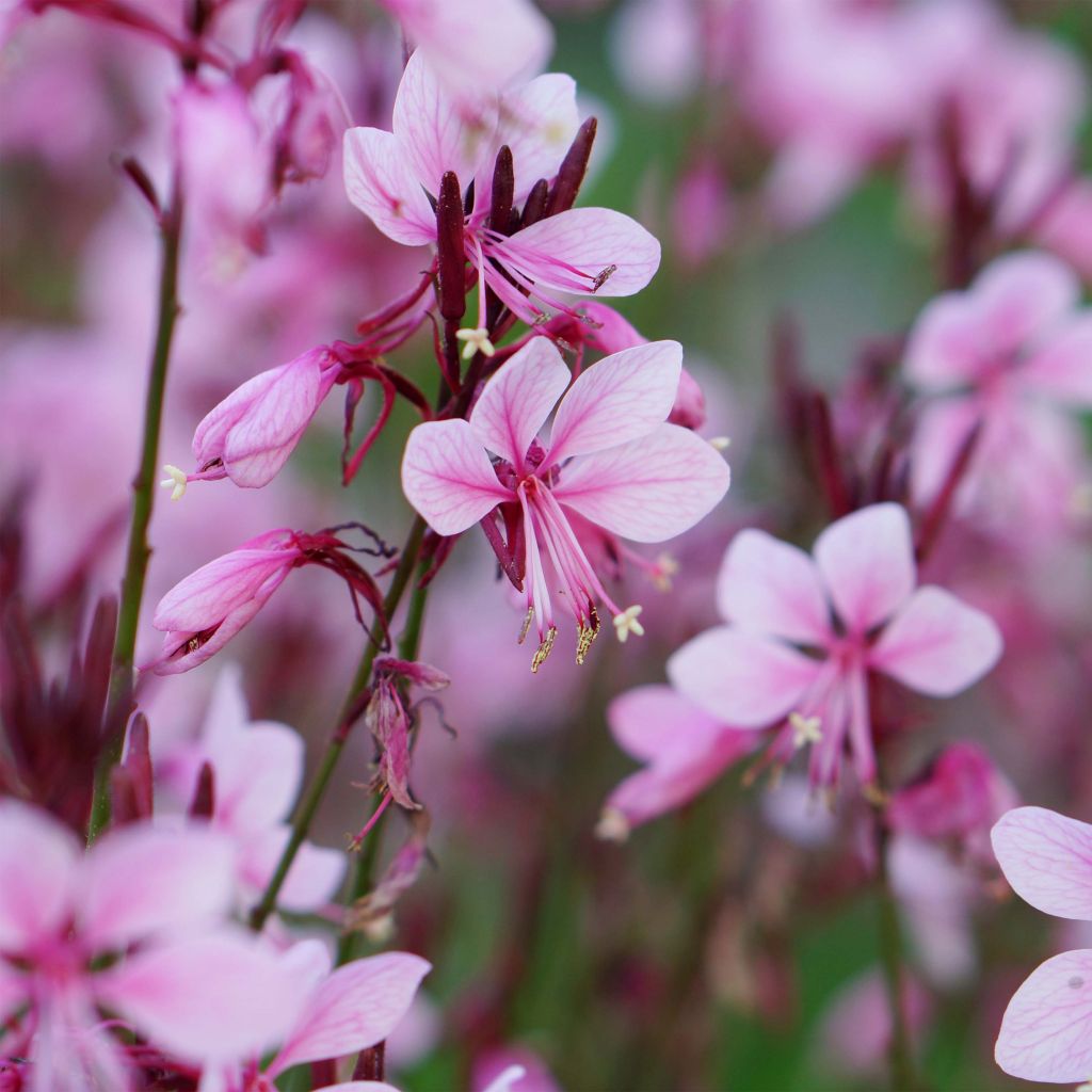 Gaura lindheimeri Baby Butterfly Dark Pink ® - Gaura de Lindheimer nain