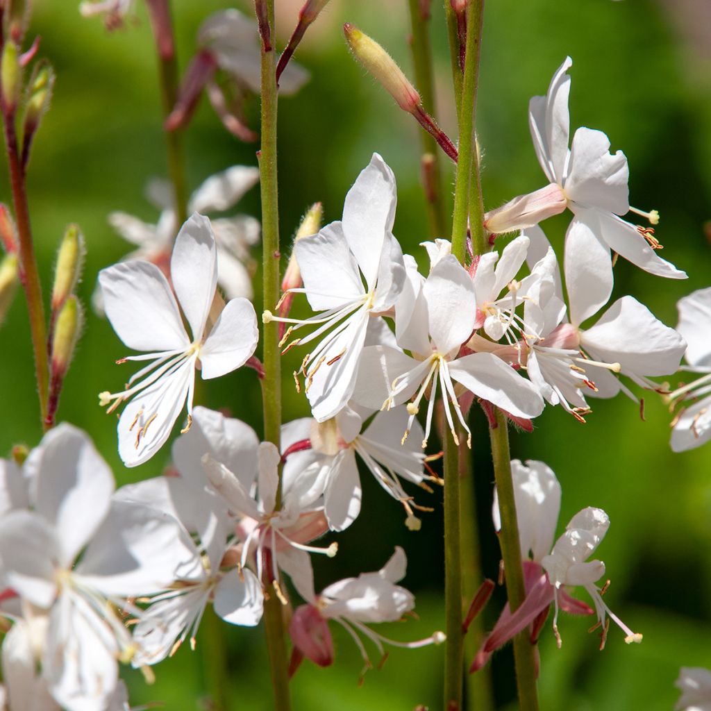 Gaura White