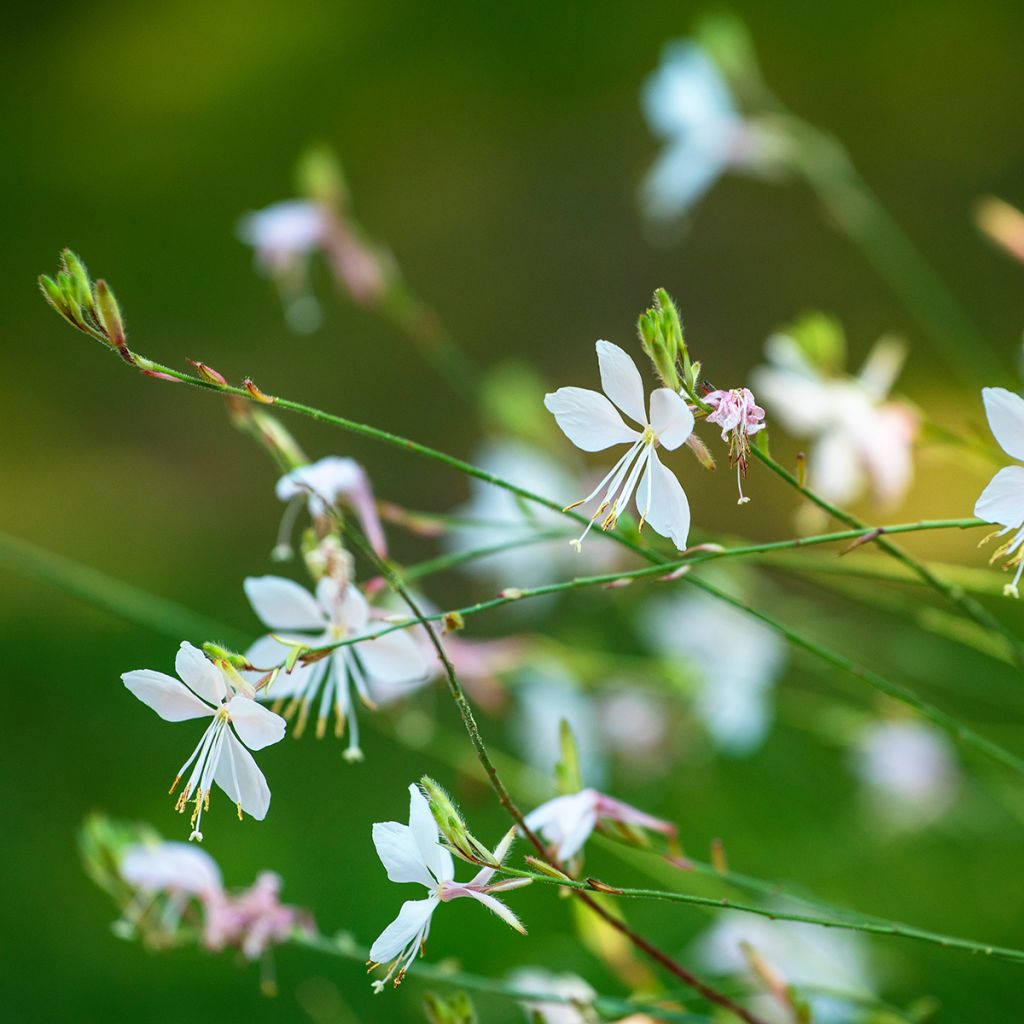 Gaura White