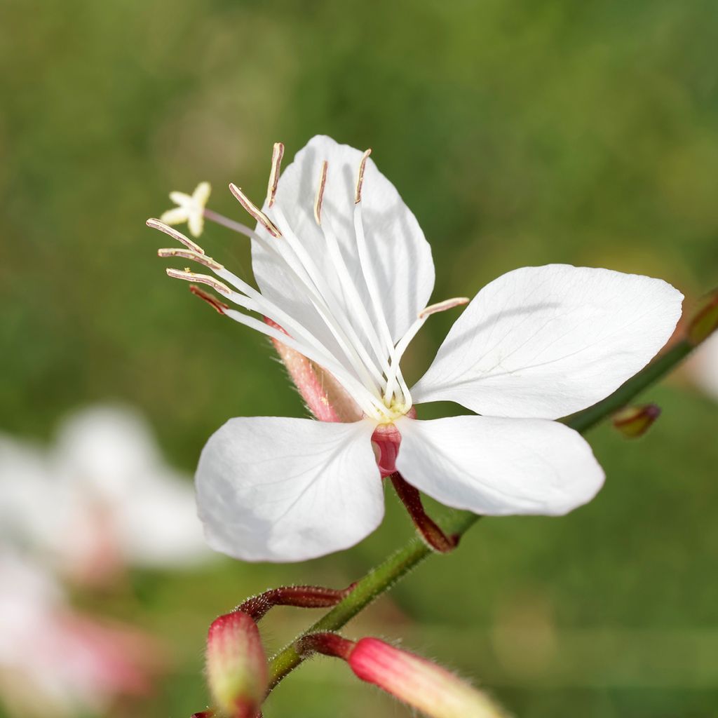 Gaura White