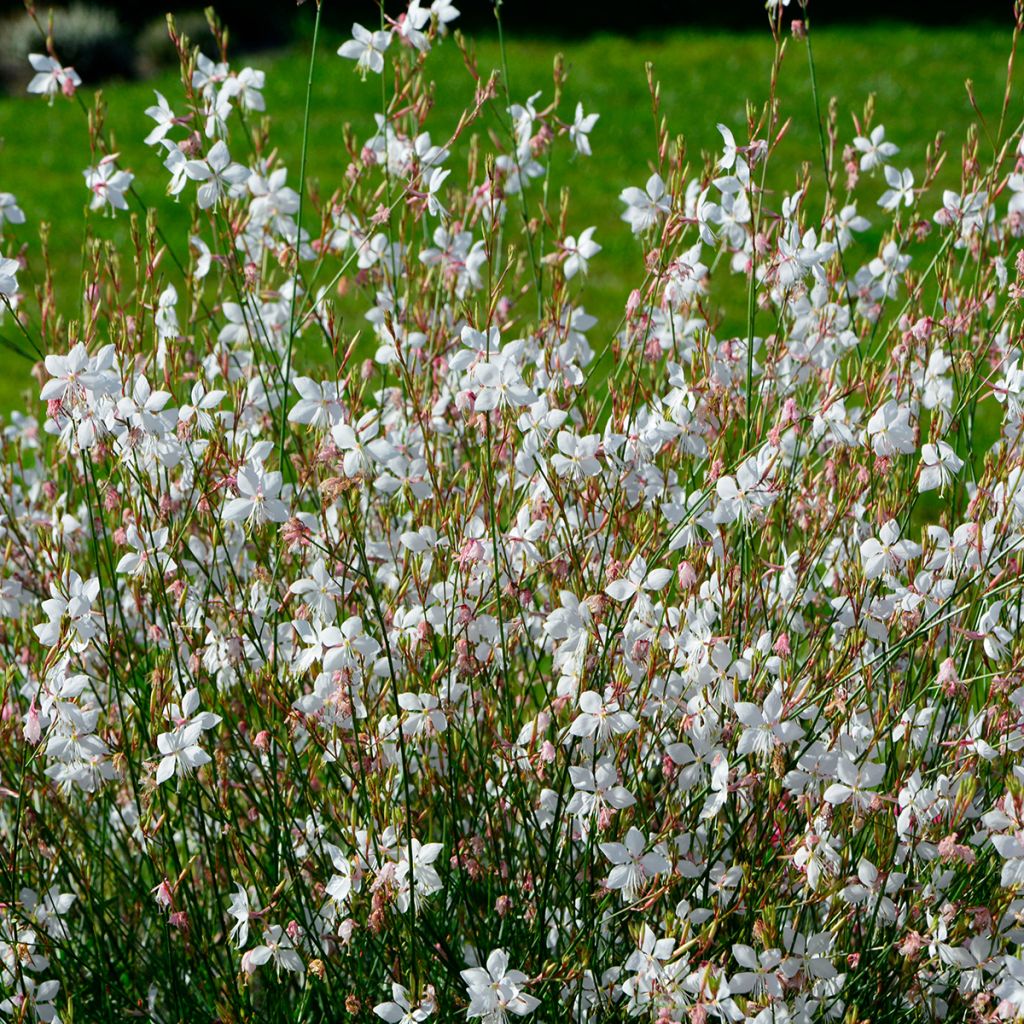 Gaura White