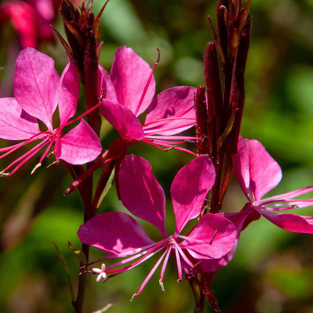 Gaura Blaze