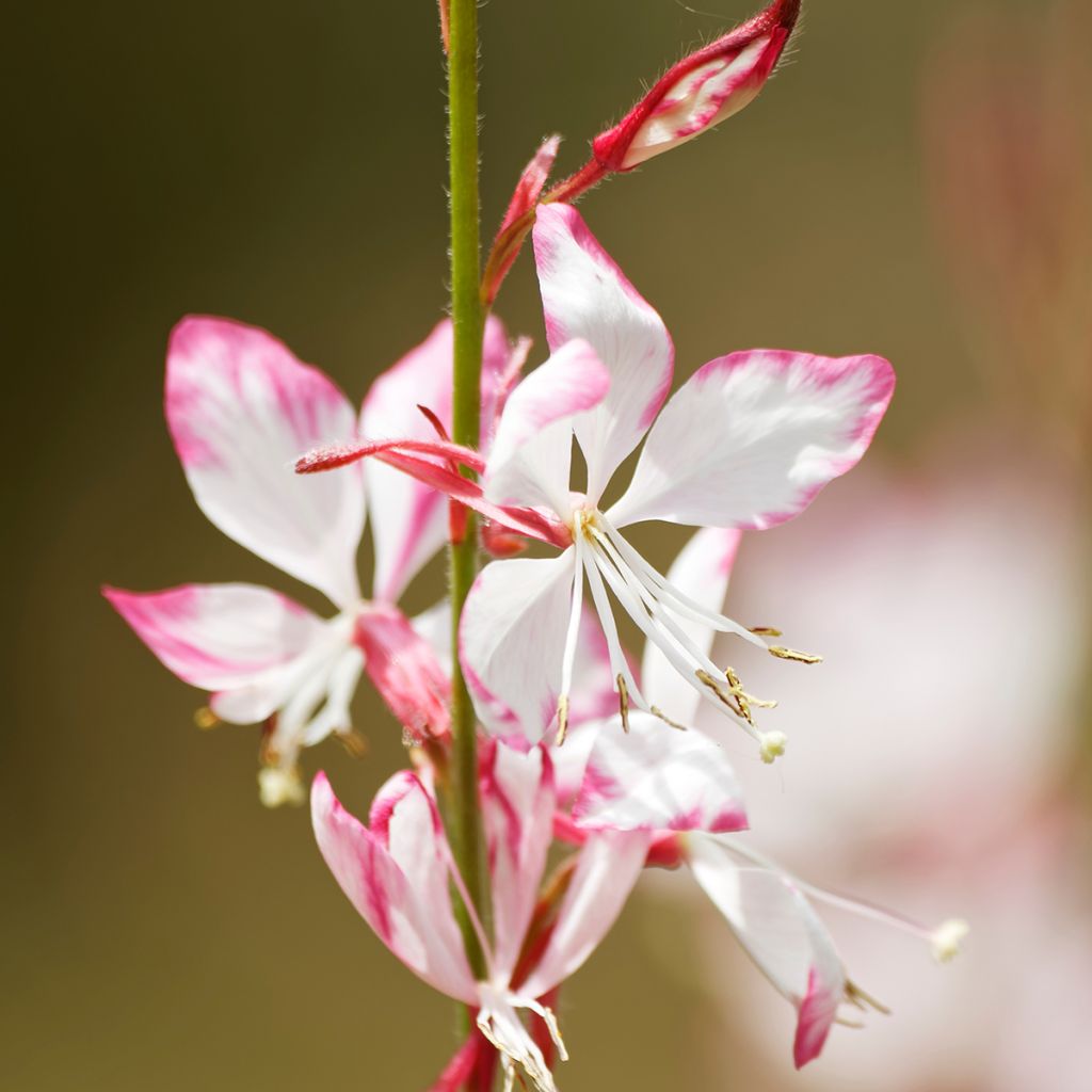 Gaura Freefolk Rosy