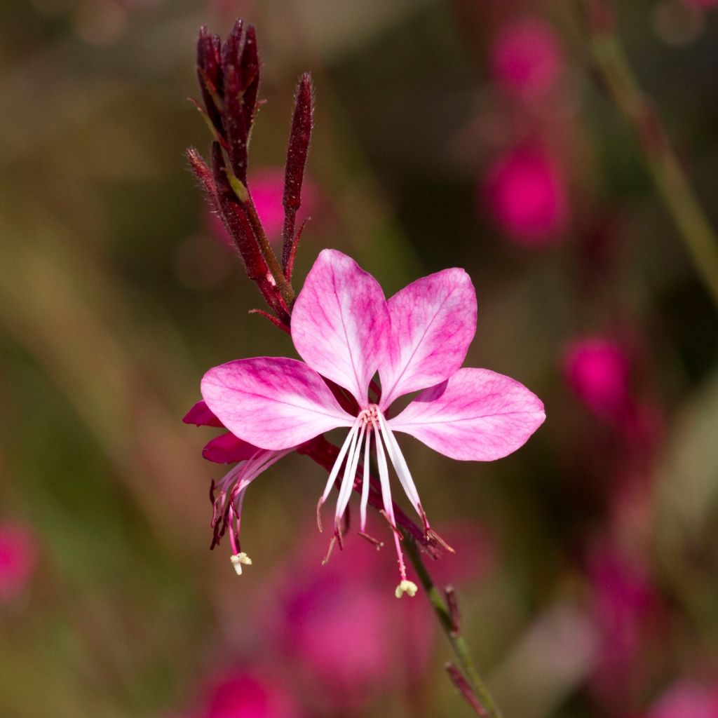 Gaura Lollipop Pink