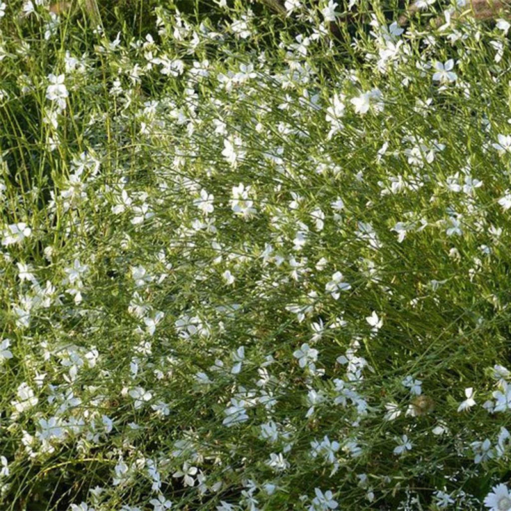 Gaura Snowbird