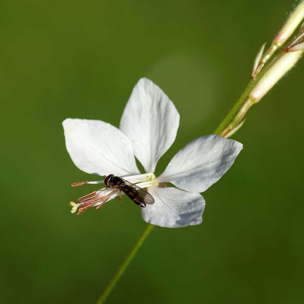 Gaura Snowbird