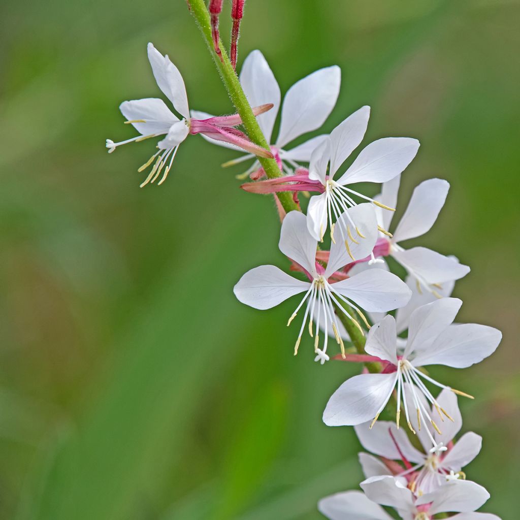 Gaura lindheimeri Steffi White