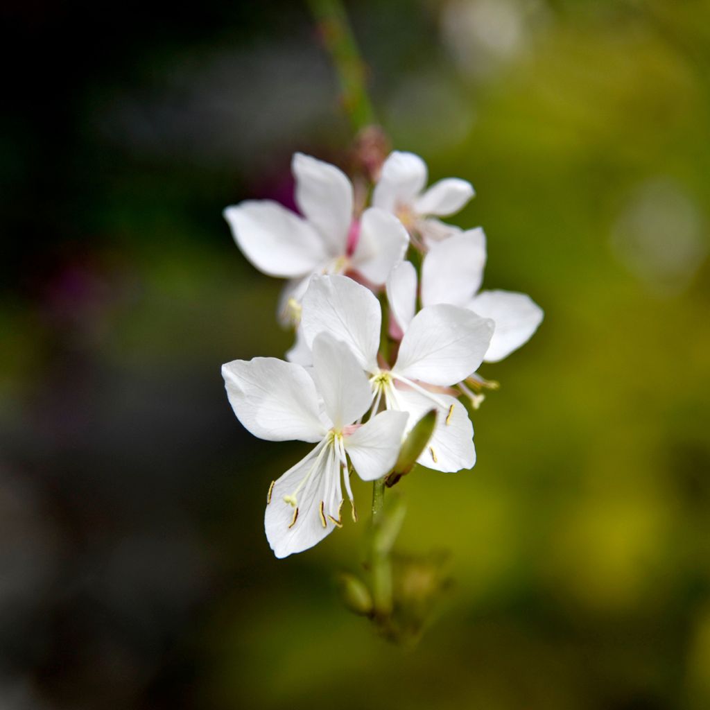 Gaura lindheimeri Steffi White