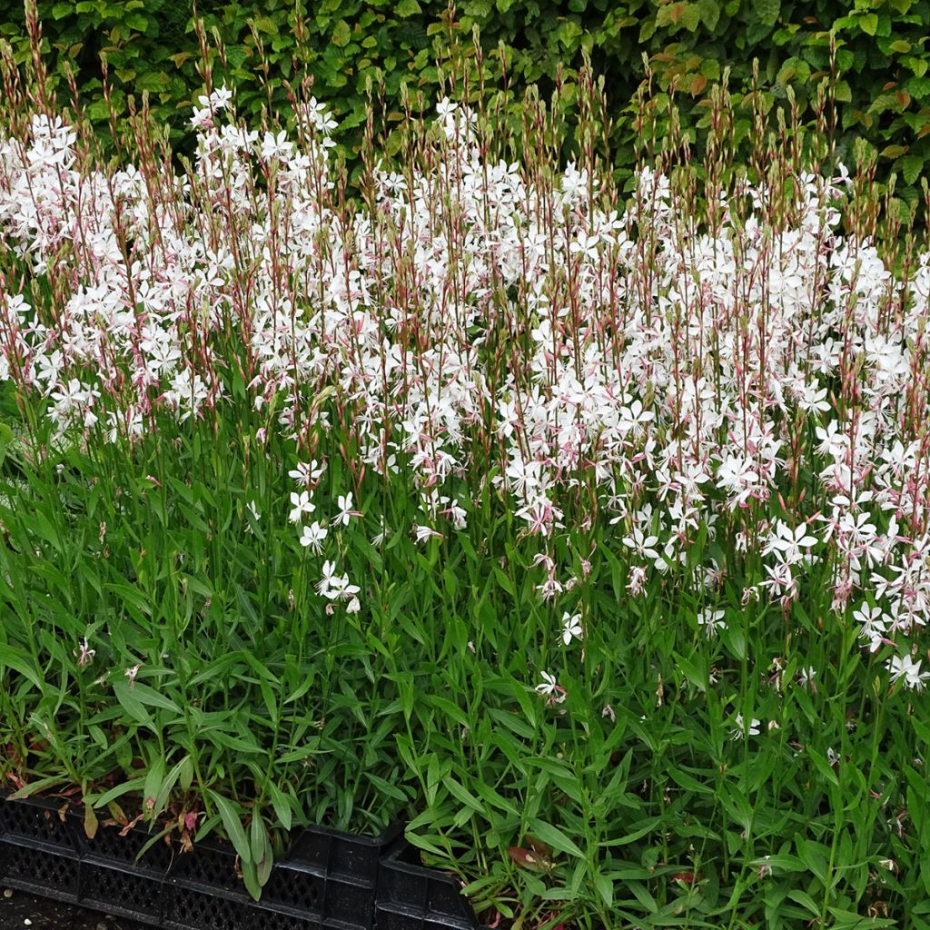 Gaura Whirling Butterflies