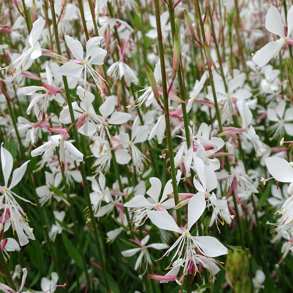 Gaura Whirling Butterflies