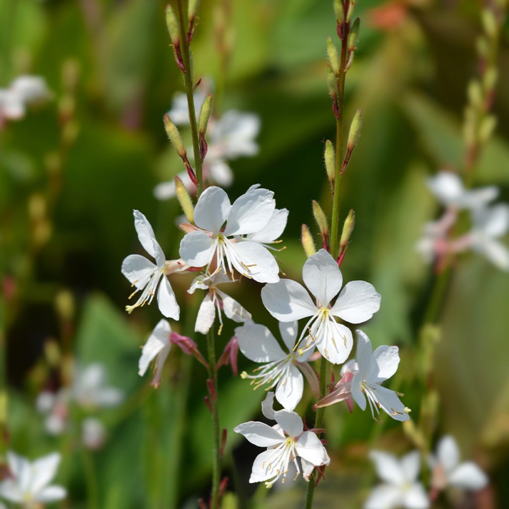 Gaura Snowstorm