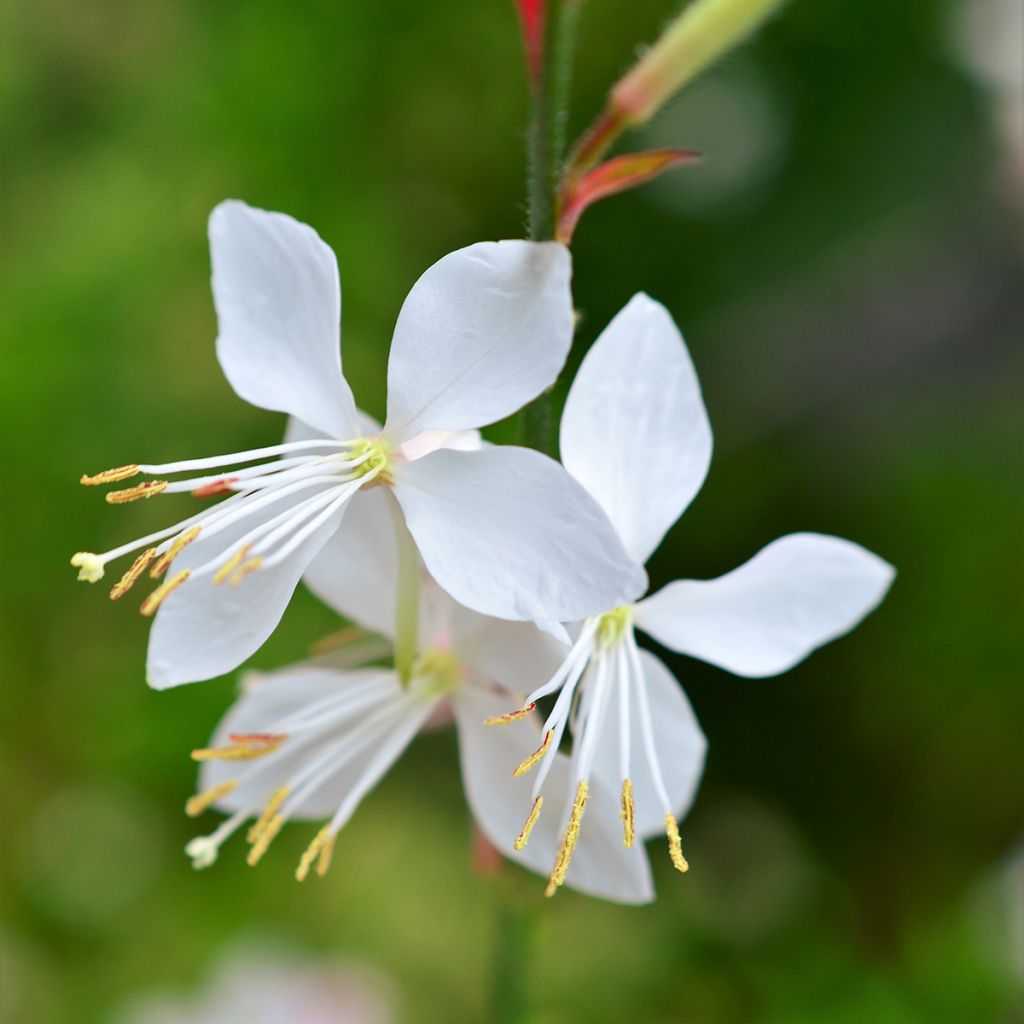 Gaura Snowstorm