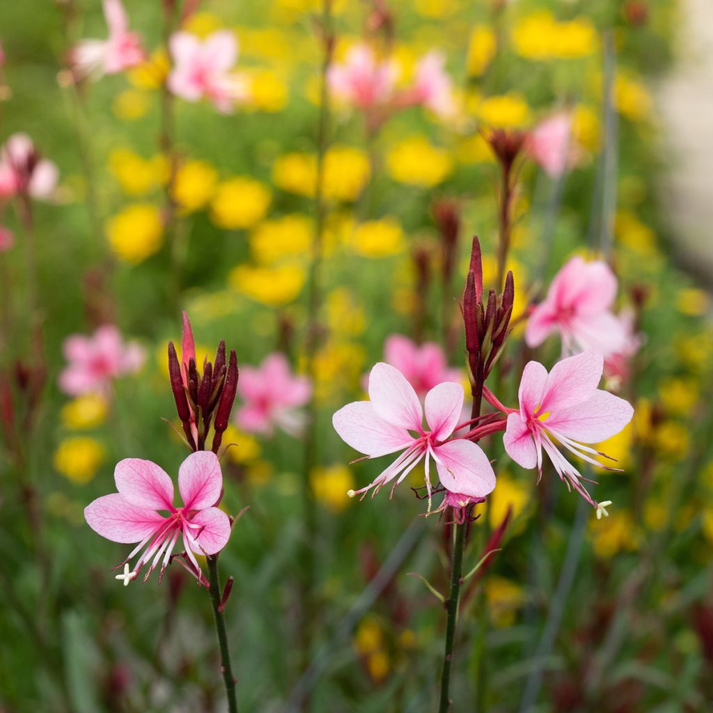 Gaura Siskiyou pink