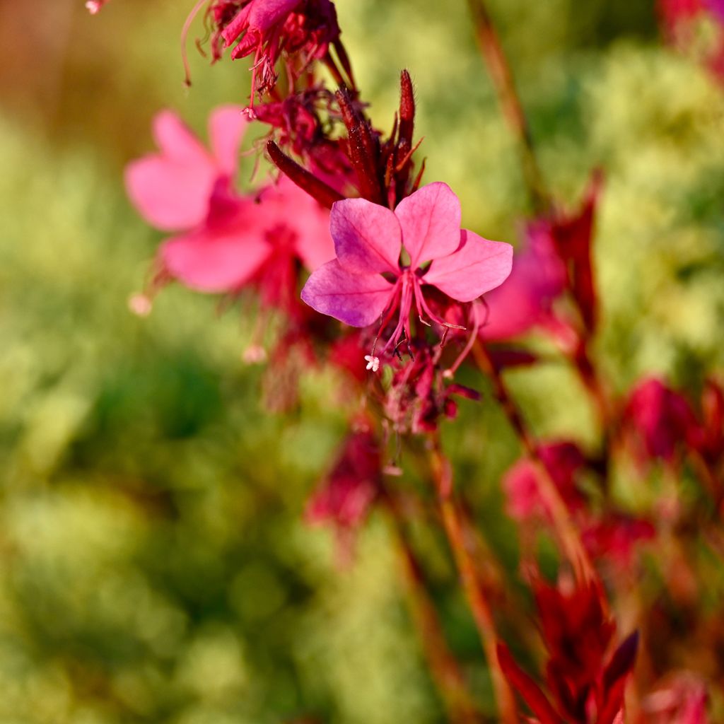 Gaura Siskiyou pink