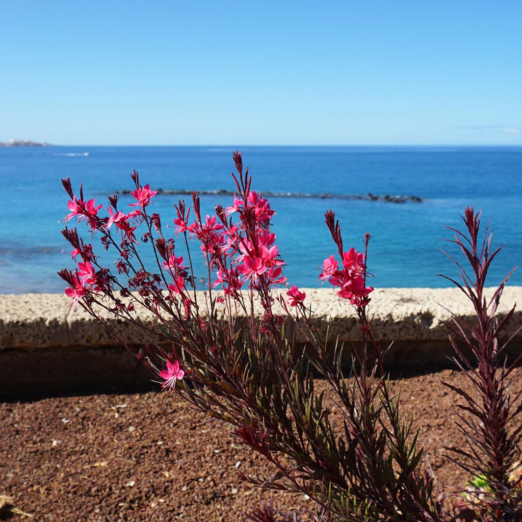 Gaura Siskiyou pink