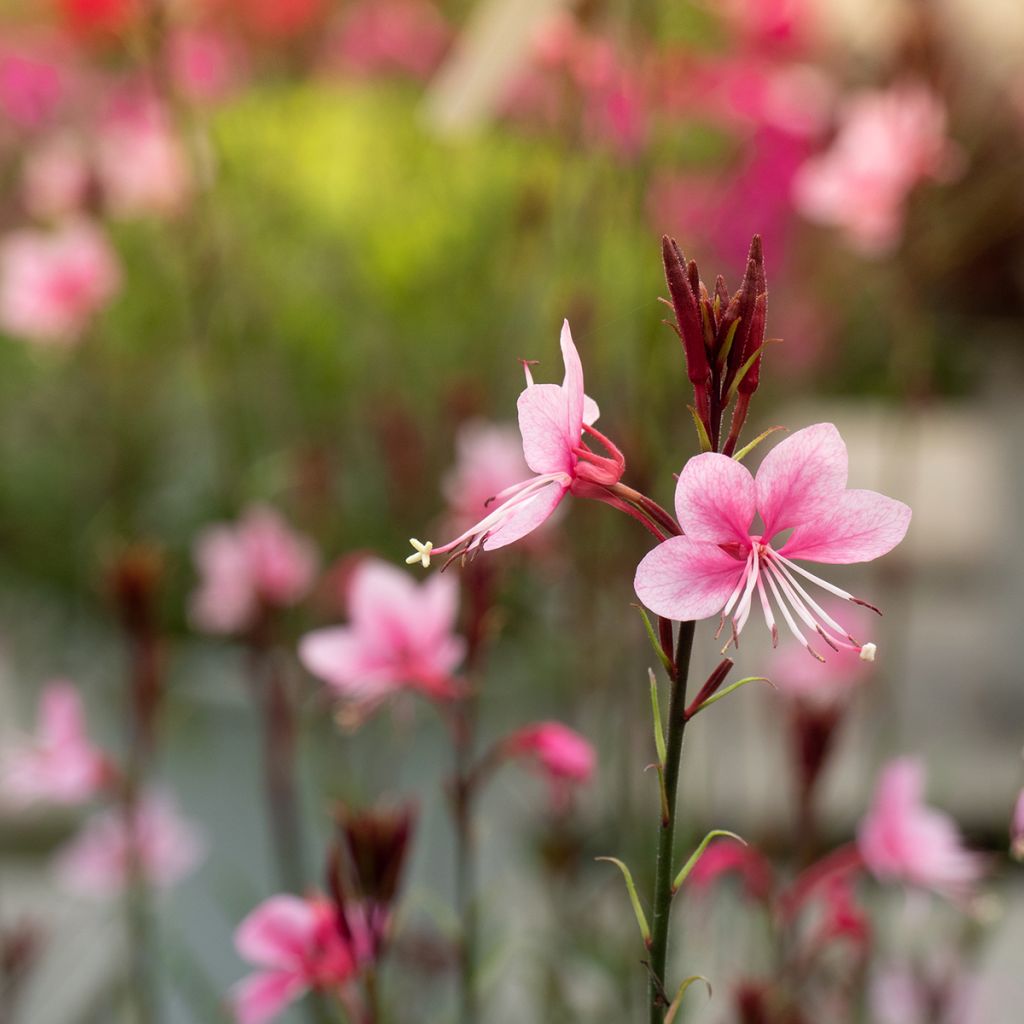 Gaura Siskiyou pink