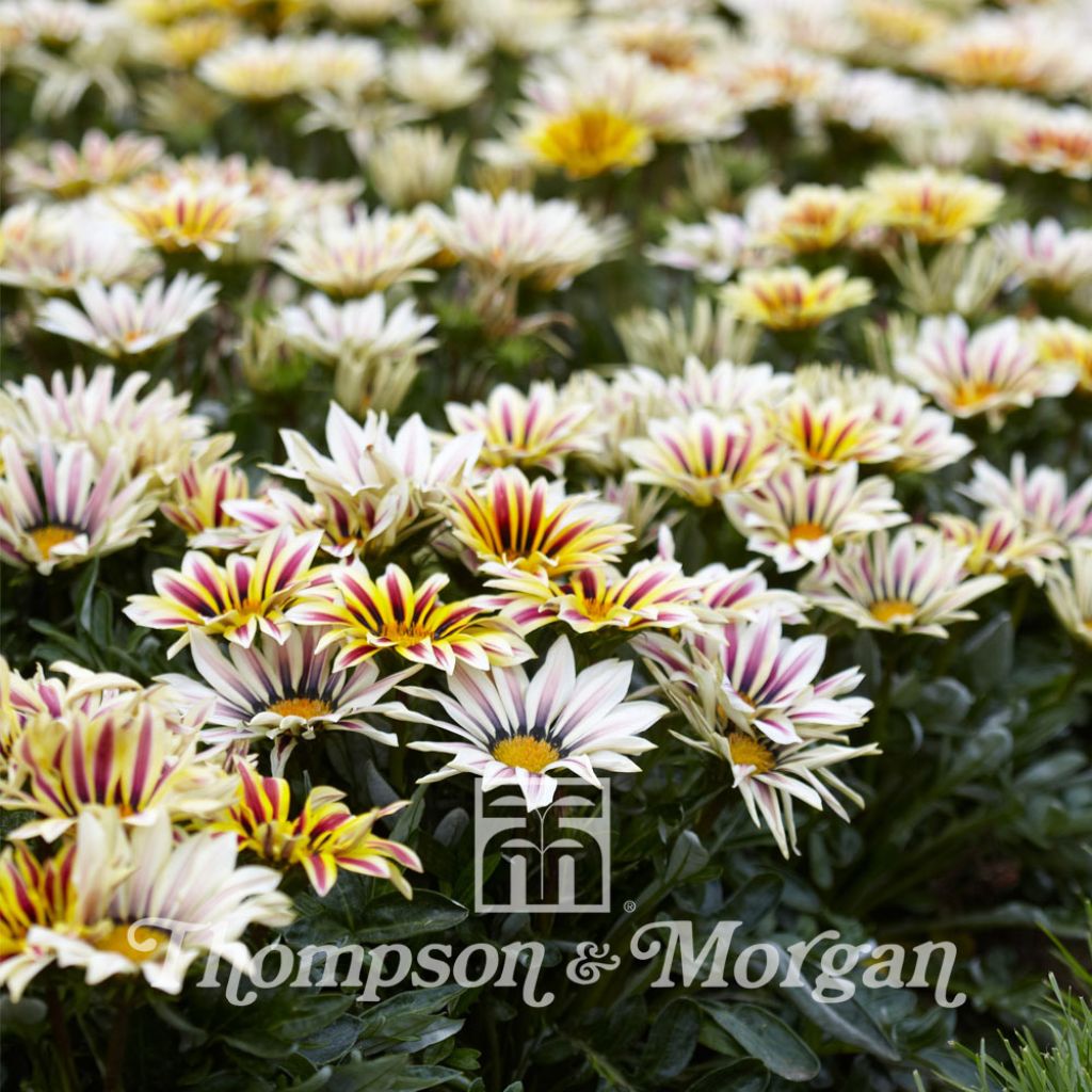 Gazania Big Kiss White Flame F1 Hybrid 